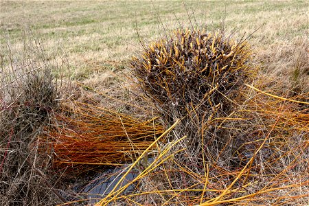 Salix viminalis, cut not so long ago