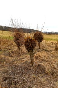 Salix viminalis, cut not so long ago