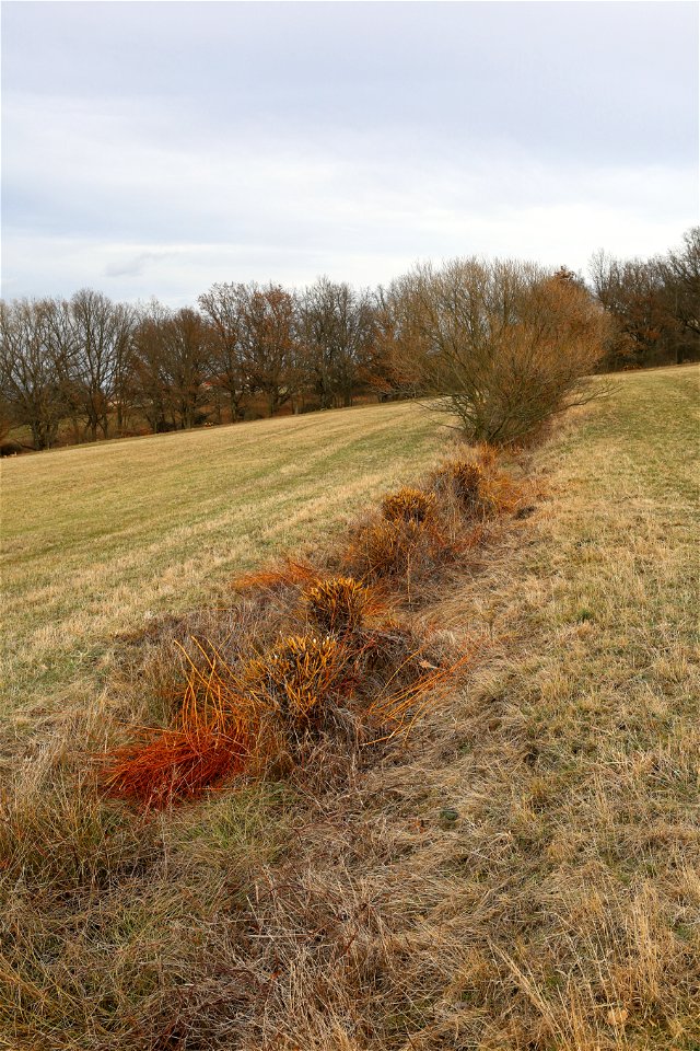 Salix viminalis, cut not so long ago