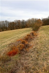 Salix viminalis, cut not so long ago