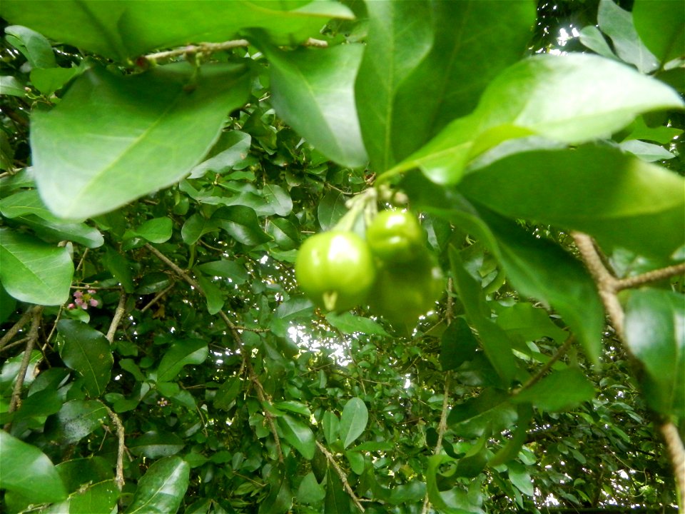 Aven's Nature Farm Artemio G. Veneracion President of ARaMP, Inc. in Barangays Santa Barbara, 14°56'21"N 120°53'25"E Baliuag, Bulacan, Bulacan (Note: Judge Florentino Floro, the owner, to repeat, Dono