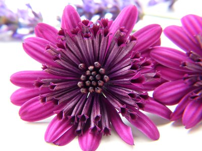 Purple close up wildflowers photo