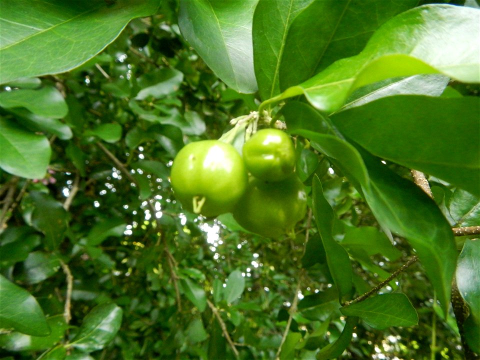 Aven's Nature Farm Artemio G. Veneracion President of ARaMP, Inc. in Barangays Santa Barbara, 14°56'21"N 120°53'25"E Baliuag, Bulacan, Bulacan (Note: Judge Florentino Floro, the owner, to repeat, Dono