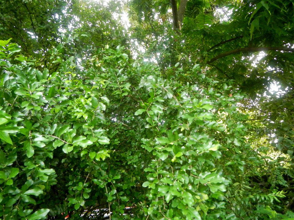 Aven's Nature Farm Artemio G. Veneracion President of ARaMP, Inc. in Barangays Santa Barbara, 14°56'21"N 120°53'25"E Baliuag, Bulacan, Bulacan (Note: Judge Florentino Floro, the owner, to repeat, Dono