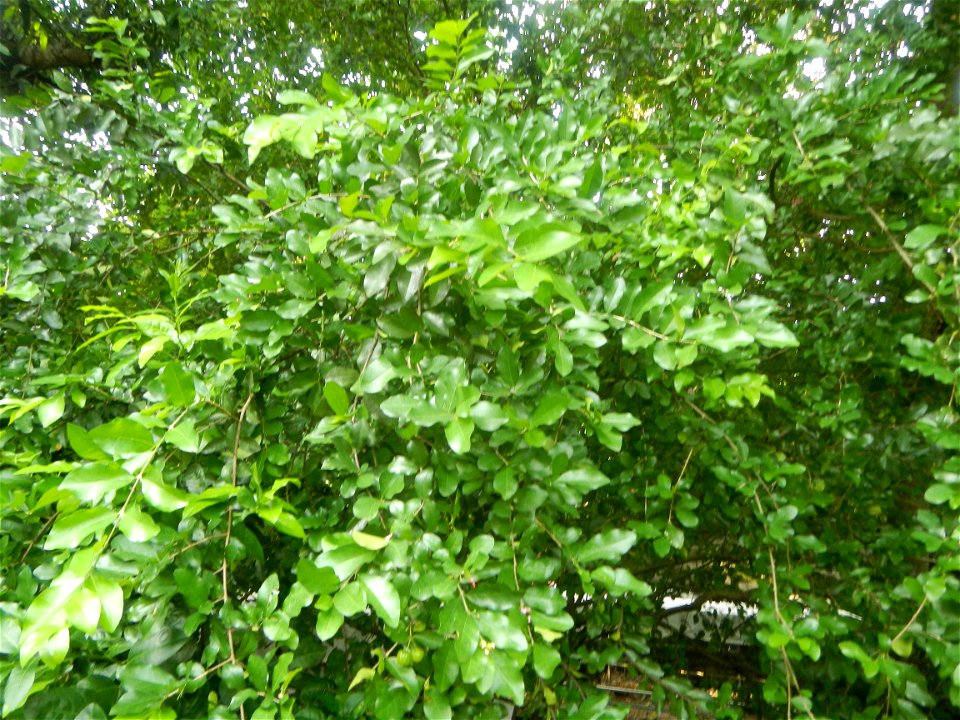 Aven's Nature Farm Artemio G. Veneracion President of ARaMP, Inc. in Barangays Santa Barbara, 14°56'21"N 120°53'25"E Baliuag, Bulacan, Bulacan (Note: Judge Florentino Floro, the owner, to repeat, Dono