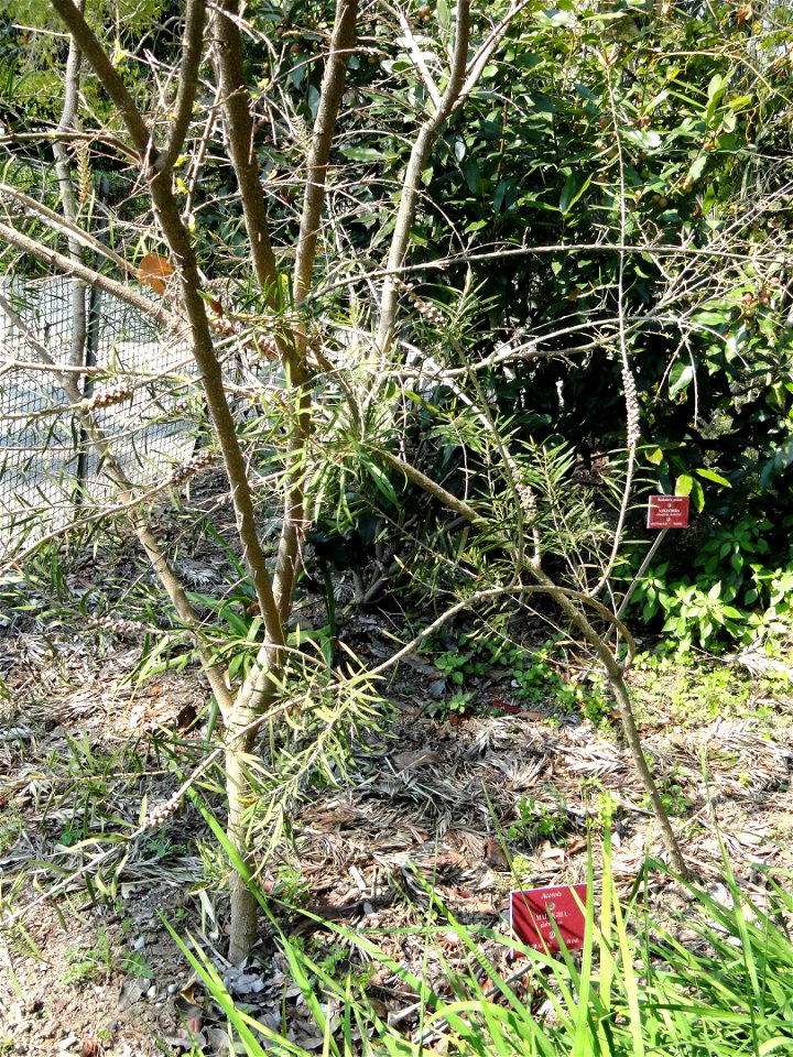 Malpighia glabra specimen in the Jardin botanique du Val Rahmeh, Menton, Alpes-Maritimes, France.