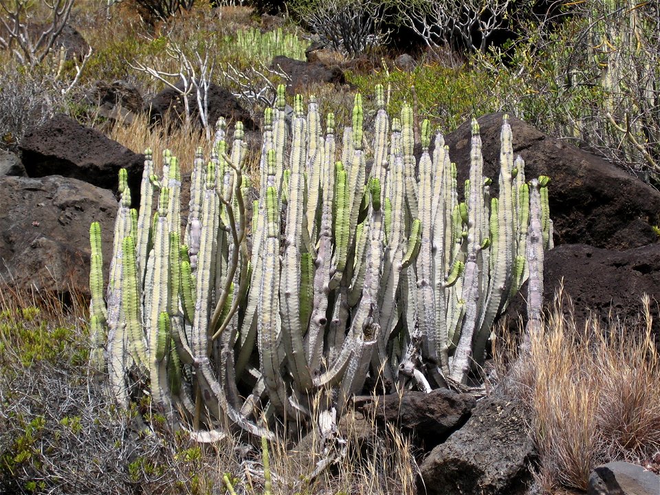 Euphorbia canariensis. Cardón.