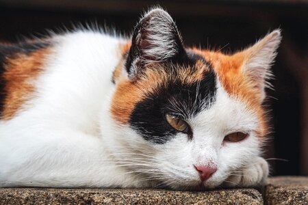 Domestic cat mieze animal