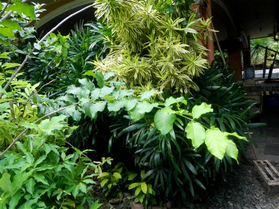 Aven's Nature Farm Artemio G. Veneracion President of ARaMP, Inc. in Barangays Santa Barbara, 14°56'21"N 120°53'25"E Baliuag, Bulacan, Bulacan (Note: Judge Florentino Floro, the owner, to repeat, Dono