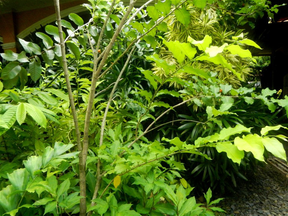 Aven's Nature Farm Artemio G. Veneracion President of ARaMP, Inc. in Barangays Santa Barbara, 14°56'21"N 120°53'25"E Baliuag, Bulacan, Bulacan (Note: Judge Florentino Floro, the owner, to repeat, Dono