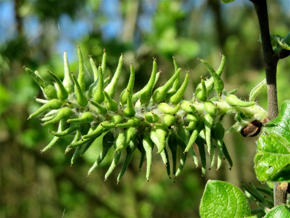 Asch-Weide (Salix cinerea) am Erlichsee bei Oberhausen-Rheinhausen