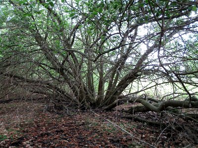 Asch-Weide (Salix cinerea) in den Horststückern im Landschaftsschutzgebiet Hockenheimer Rheinbogen