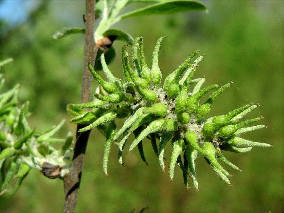 Asch-Weide (Salix cinerea) am Erlichsee bei Oberhausen-Rheinhausen