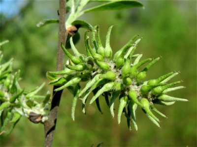 Asch-Weide (Salix cinerea) am Erlichsee bei Oberhausen-Rheinhausen