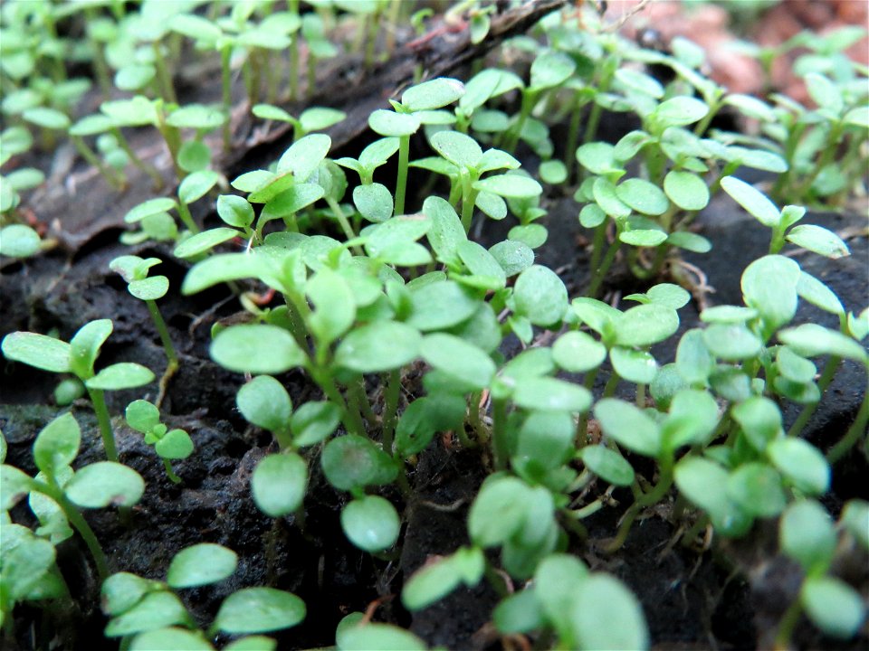Sämlinge der Asch-Weide (Salix cinerea) in den Horststückern im Landschaftsschutzgebiet Hockenheimer Rheinbogen