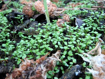 Sämlinge der Asch-Weide (Salix cinerea) in den Horststückern im Landschaftsschutzgebiet Hockenheimer Rheinbogen