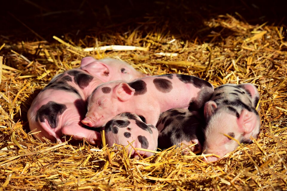 New born animal mammal