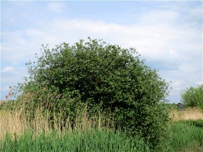 Asch-Weide (Salix cinerea) im Naturschutzgebiet Bachwiesen/Leopoldswiesen im Hockenheimer Rheinbogen
