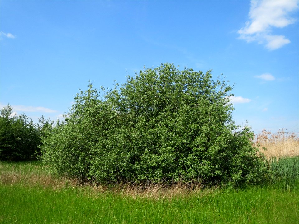 Asch-Weide (Salix cinerea) in den Horststückern im Landschaftsschutzgebiet Hockenheimer Rheinbogen