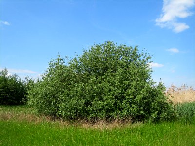 Asch-Weide (Salix cinerea) in den Horststückern im Landschaftsschutzgebiet Hockenheimer Rheinbogen