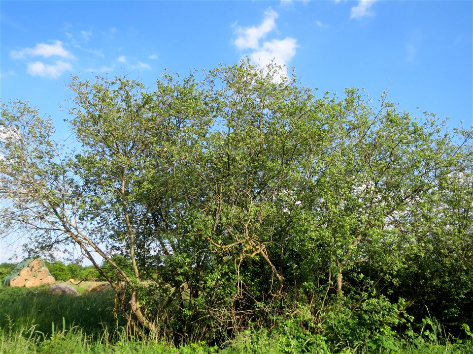 Asch-Weide (Salix cinerea) in den Horststückern im Landschaftsschutzgebiet Hockenheimer Rheinbogen