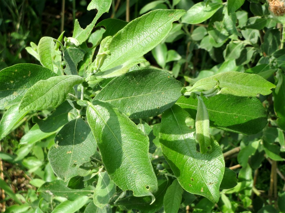 Asch-Weide (Salix cinerea) im Naturschutzgebiet Bachwiesen/Leopoldswiesen im Hockenheimer Rheinbogen