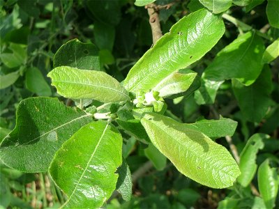 Asch-Weide (Salix cinerea) im Naturschutzgebiet Bachwiesen/Leopoldswiesen im Hockenheimer Rheinbogen