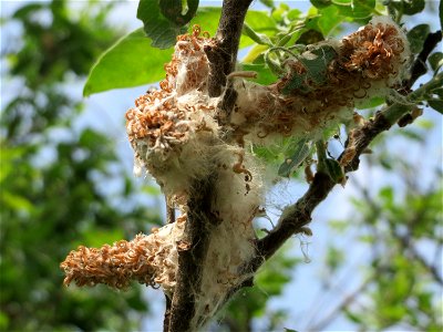 Asch-Weide (Salix cinerea) im Naturschutzgebiet Bachwiesen/Leopoldswiesen im Hockenheimer Rheinbogen