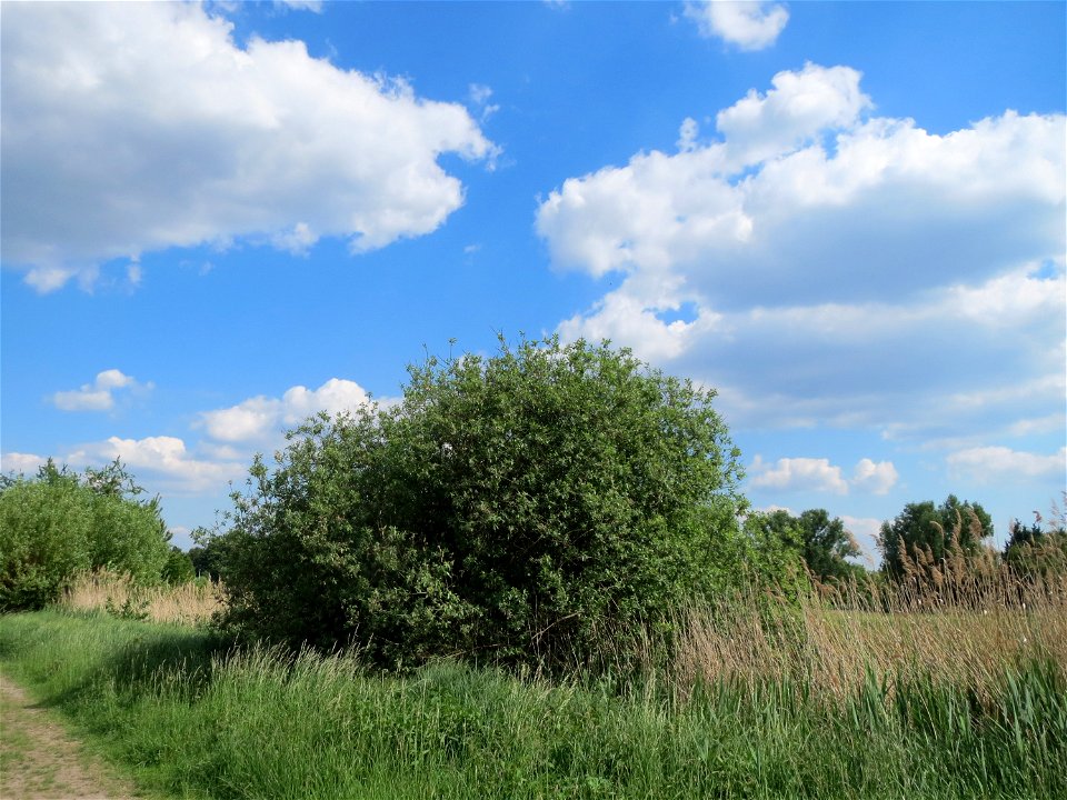Asch-Weide (Salix cinerea) im Naturschutzgebiet Bachwiesen/Leopoldswiesen im Hockenheimer Rheinbogen