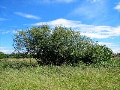 Asch-Weide (Salix cinerea) in den Horststückern im Landschaftsschutzgebiet Hockenheimer Rheinbogen