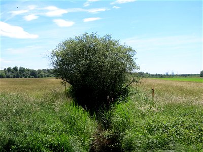 Asch-Weide (Salix cinerea) in den Horststückern im Landschaftsschutzgebiet Hockenheimer Rheinbogen