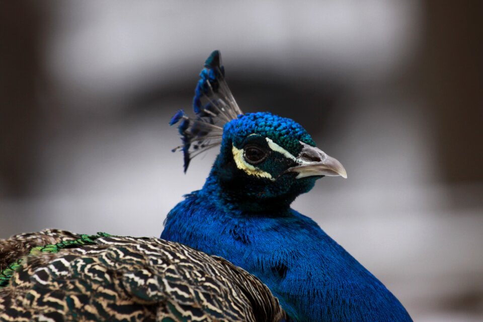 Bird nature close up