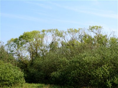Asch-Weiden (Salix cinerea) und Eschen (?) im Naturschutzgebiet Mürmes