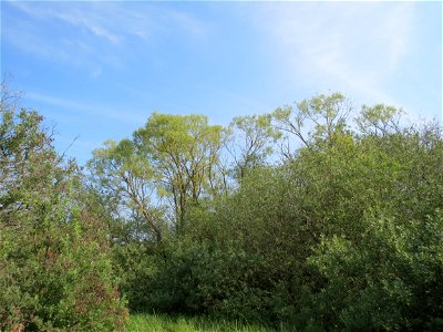Asch-Weiden (Salix cinerea) und Eschen (?) im Naturschutzgebiet Mürmes