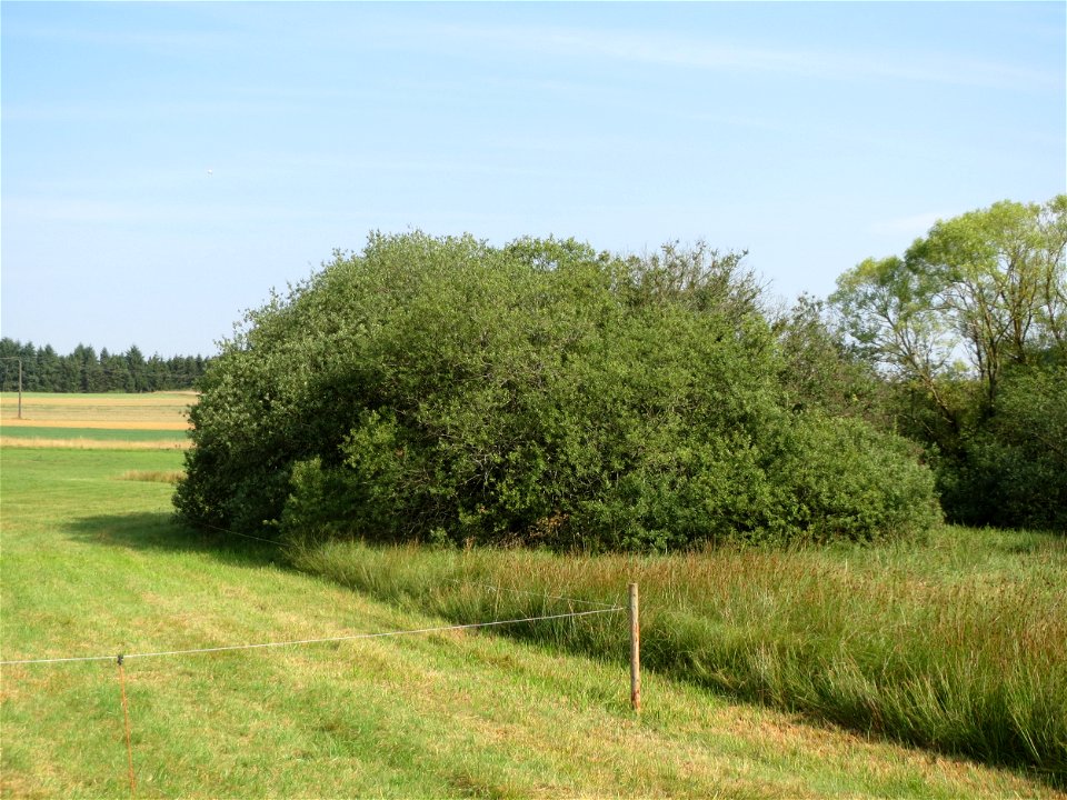 Asch-Weide (Salix cinerea) im Naturschutzgebiet Mürmes