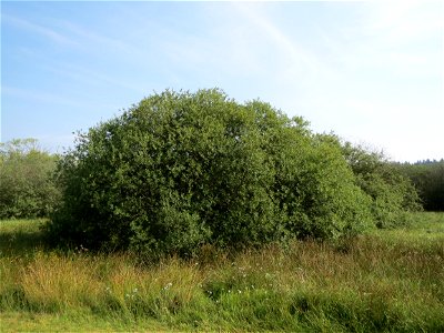 Asch-Weide (Salix cinerea) im Naturschutzgebiet Mürmes