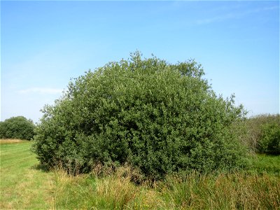 Asch-Weide (Salix cinerea) im Naturschutzgebiet Mürmes