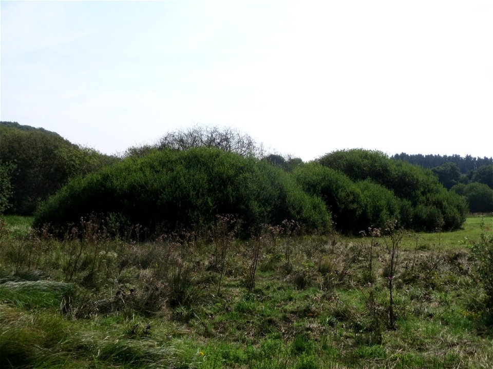 Asch-Weide (Salix cinerea) im Naturschutzgebiet Mürmes