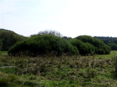 Asch-Weide (Salix cinerea) im Naturschutzgebiet Mürmes