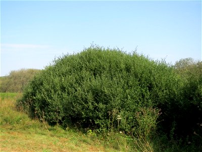 Asch-Weide (Salix cinerea) im Naturschutzgebiet Mürmes