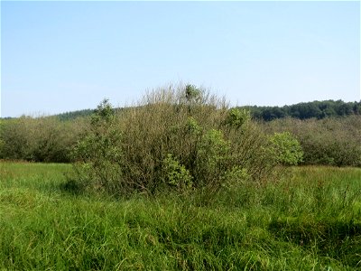 Asch-Weide (Salix cinerea) im Naturschutzgebiet Mürmes