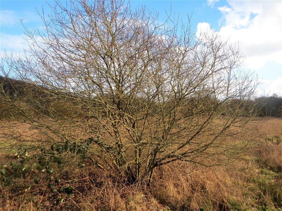 Asch-Weide (Salix cinerea) im Naturschutzgebiet "St. Arnualer Wiesen"
