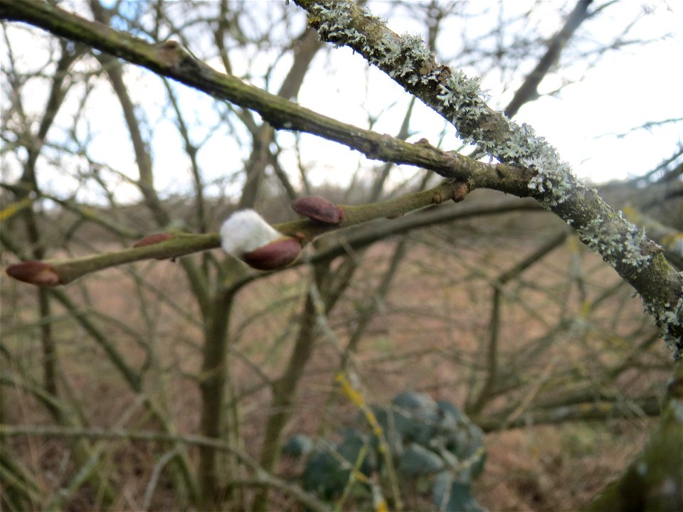 Asch-Weide (Salix cinerea) im Naturschutzgebiet "St. Arnualer Wiesen"