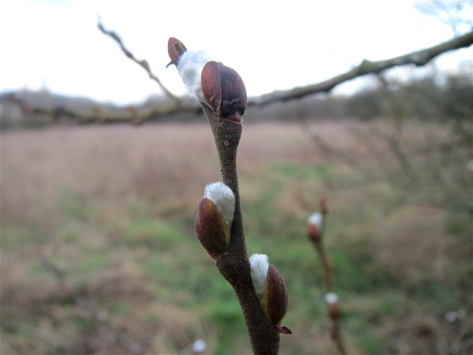 Asch-Weide (Salix cinerea) im Naturschutzgebiet "St. Arnualer Wiesen"