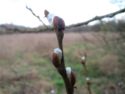 Asch-Weide (Salix cinerea) im Naturschutzgebiet "St. Arnualer Wiesen"