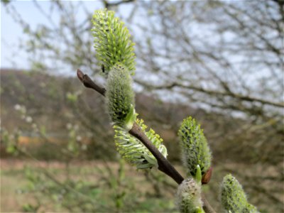 Asch-Weide (Salix cinerea) im Naturschutzgebiet "St. Arnualer Wiesen"