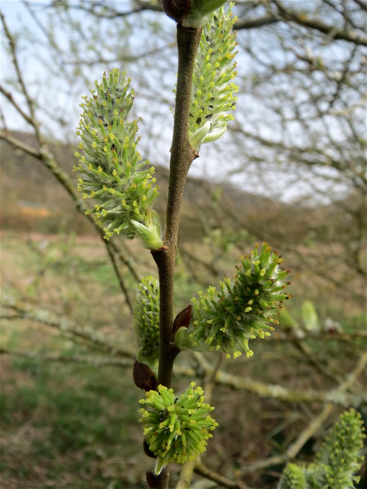 Asch-Weide (Salix cinerea) im Naturschutzgebiet "St. Arnualer Wiesen"