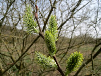 Asch-Weide (Salix cinerea) im Naturschutzgebiet "St. Arnualer Wiesen"
