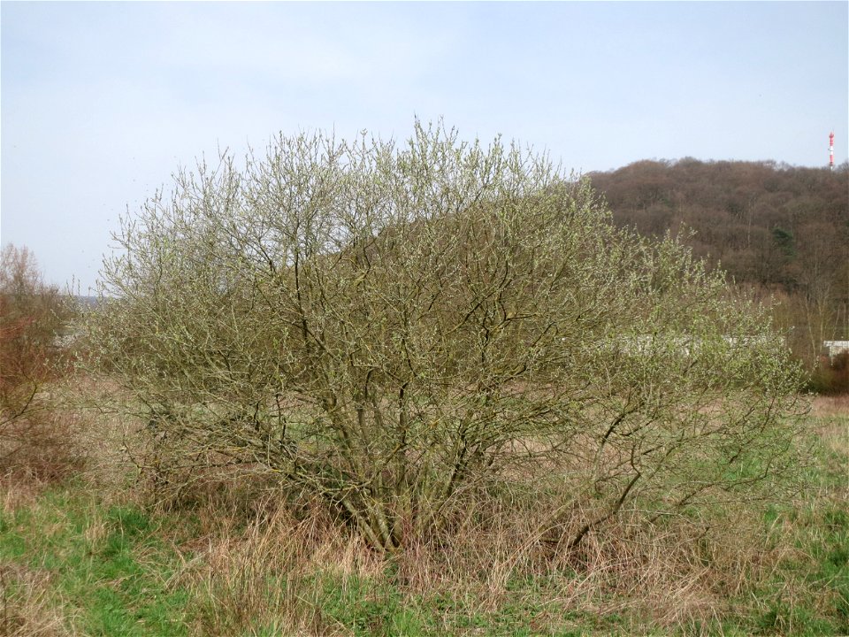 Asch-Weide (Salix cinerea) im Naturschutzgebiet "St. Arnualer Wiesen"