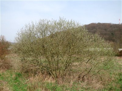 Asch-Weide (Salix cinerea) im Naturschutzgebiet "St. Arnualer Wiesen"
